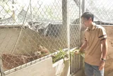 Nuôi loài thú ăn lá mít, cỏ dại mà tạo ra thứ "đại bổ", nông dân 9X thu về hơn 1 tỷ đồng/năm