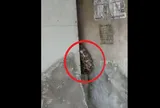 Nhìn vào khe tường, người dân phát hiện cảnh tượng "đáng sợ"