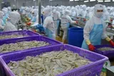 Từng được kỳ vọng lãi gấp đôi 'sau 1 đêm', đại gia tôm Việt Nam 'nhịn' lãi, quyết không hoàn nhập dự phòng giữa đòn bão thuế của Mỹ