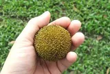 Loại quả quê nhìn lạ mắt mọc bờ rào nay "lên đời" đặc sản, giá 120.000đ/kg