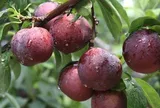 Loại quả “hot” mỗi mùa hè: ngon, bổ, rẻ nhưng 5 nhóm người sau cần hạn chế ăn