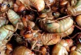 Tò mò ăn ve sầu chiên, nhiều người phải cấp cứu sau bữa ăn