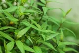 Lời khuyên dành cho các gia đình đang trồng rau răm