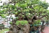 3 lý do bạn nên trồng một cây ổi trong nhà