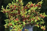 8 loại cây ăn quả trồng ở ban công hay sân thượng đều chi chít trái