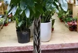 7 lý do nên trồng cây kim ngân trong nhà