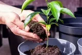 3 lý do nên có một cây chanh trong nhà