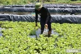 Bỏ việc lương hàng nghìn USD ở nước ngoài, anh nông dân lên khe núi nuôi con "một vốn bốn lời"