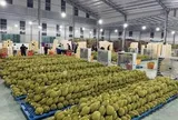 Cuộc đua kiểm nghiệm sầu riêng xuất khẩu: Container ùn ứ, doanh nghiệp 'hụt hơi'
