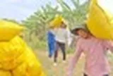 Lý do Việt Nam nhập khẩu lúa gạo đứng thứ 2 thế giới