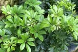 Lợi ích khi trồng cây ngũ gia bì