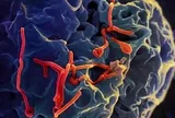 Bộ Y tế đánh giá về nguy cơ dịch Ebola đối với Việt Nam