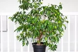 8 loại cây chớ nên trồng trong nhà