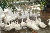 Đàn vịt liên tục chết bất thường, cụ bà 68 tuổi "sốc" khi biết thủ phạm