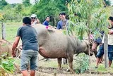 Khống chế trâu "điên" ở Đắk Lắk húc 4 người nhập viện