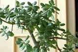 3 loại cây đặt trong nhà có thể sống trăm năm: Được xem như "báu vật" để lại cho con cháu