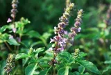 Vì sao nhiều gia đình xưa trồng cây hương nhu cạnh nhà?