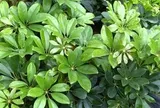Công dụng của cây ngũ gia bì