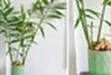 4 lý do vì sao bạn nên trồng cây gừng trong nhà