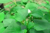 Vì sao người xưa thường trồng cây diếp cá quanh nhà?