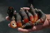 Đặc sản "ngón tay quỷ", nghe tên đã rùng mình giá hơn 5 triệu/kg vẫn có người mua