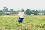 "Dược liệu quý” bén rễ trên đất cằn, nông dân Hà Tĩnh thu 20 triệu đồng/sào