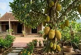 Vì sao người xưa thường trồng cây mít trong vườn nhà?