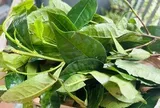 Phát hiện hoạt chất giúp hạ huyết áp và giảm nguy cơ ung thư trong loại lá nhiều người Việt uống mỗi ngày