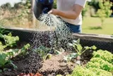 Chuyên gia tiết lộ thời điểm tưới cây tốt nhất lúc này - không phải sáng sớm