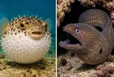 Bệnh viện phát cảnh báo khẩn về loại độc tố có trong cá nóc, cá chình dù nấu chín kỹ: Gây liên tiếp ca ngộ độc, đã có 1 trẻ tử vong!