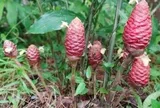 Từ loại cây mọc dại tại Việt Nam, các nhà khoa học tạo ra hoạt chất tiềm năng chống ung thư mạnh mẽ