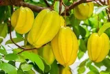 Vì sao ông bà ta hay trồng khế, chanh hoặc bưởi quanh nhà?