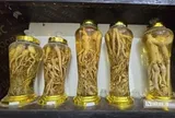 Sâm tiến vua: Trồng dễ, giá cao nhưng vì sao dân chưa mặn mà?