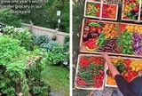 Gia đình trồng rau quả trong sân nhà suốt 1 năm, thành quả thu được khiến chính họ sững sờ