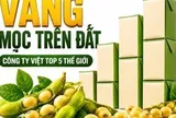 Được GS.TS Trần Đình Long ví như “vàng mọc trên đất”, loài cây này giúp một doanh nghiệp Việt vào Top 5 thế giới, doanh thu hơn 4.100 tỷ đồng/năm