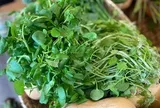 Việt Nam có 3 loại rau "đại bổ": Loại thứ nhất gây bất ngờ vì có nhiều omega-3