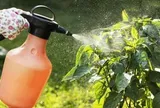 Vì sao nhiều người xịt nước tỏi lên cây? Đơn giản nhưng không phải ai cũng biết