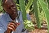 Trồng thử loại ‘siêu trái cây' ở Việt Nam, người dân tại Kenya bất ngờ đổi đời: Hơn 3 năm được thu hoạch, sản lượng không đủ để bán