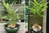 5 lý do vì sao gia đình nào cũng nên trồng một chậu gừng trong nhà