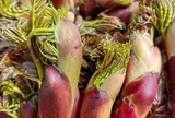 Việt Nam có loại rau dại được Trung, Nhật, Hàn cực ưa chuộng: Bổ như sâm, giá đắt hơn cả thịt!