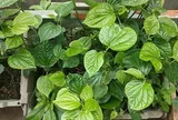 4 lý do vì sao gia đình nào cũng nên trồng 1 bụi cây lá lốt trong nhà