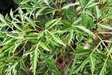 6 lý do nên trồng cây đinh lăng