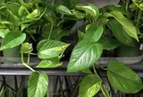 4 lời khuyên cho những gia đình đang trồng cây trầu bà trong nhà