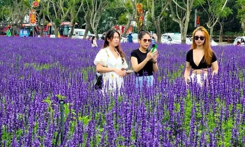 Cánh đồng hoa nữ hoàng xanh đẹp lung linh, phục vụ miễn phí giữa lòng Đà Lạt
