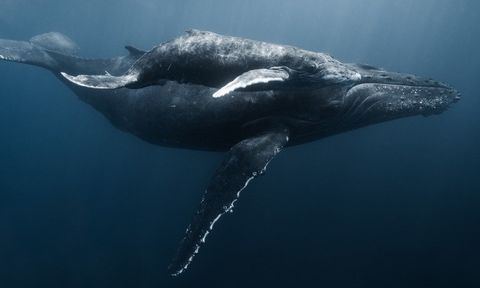 Nhiếp ảnh gia Việt lặn cùng cá voi lưng gù