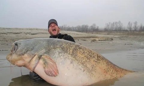Người đàn ông câu được cá da trơn khổng lồ dài 2,64 mét, nặng 130kg