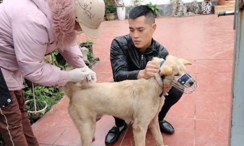 Quảng Ninh: Chó mắc bệnh dại thả rông cắn liên tiếp 14 người