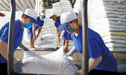 Doanh nghiệp Việt liên tiếp trúng các gói thầu gạo lớn