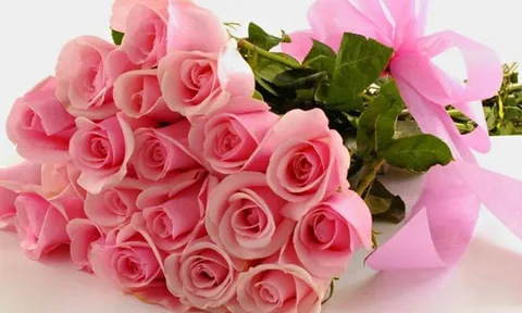 Những loài hoa ý nghĩa tặng thầy cô ngày Nhà giáo Việt Nam 20/11