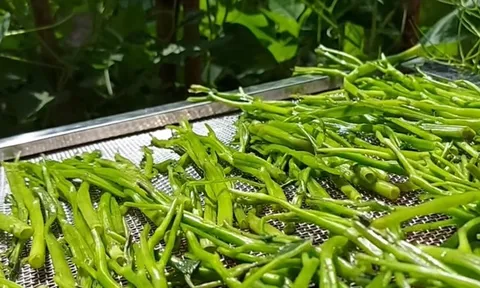 2 loại rau “khoái khẩu” mùa lạnh dễ thành ổ sán, đứng đầu bảng mâm cơm nhà nào cũng có